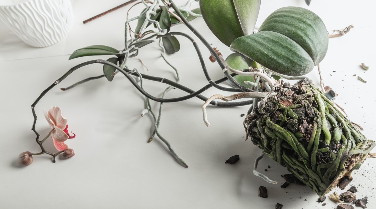 Planta con raíces de orquídeas sacadas de la copa.  La orquídea se sienta sobre una mesa blanca y las raíces están sanas.  Son verdes y se formaron en un cepellón.