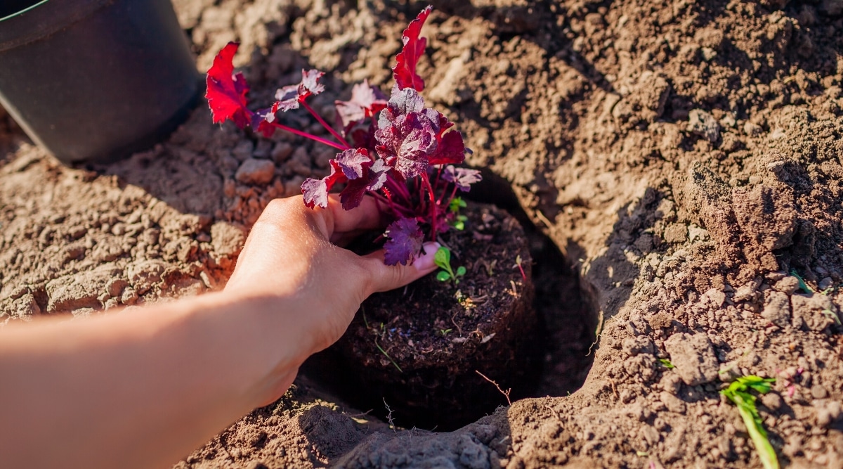 Primer plano de la mano de una mujer plantando una planta de Heuchera en el suelo de un jardín.  La planta tiene tallos delgados, de color rojo rosado y pequeñas hojas lobuladas de color púrpura en forma de corazón con bordes dentados.  Hay una maceta de plástico negro en el suelo.