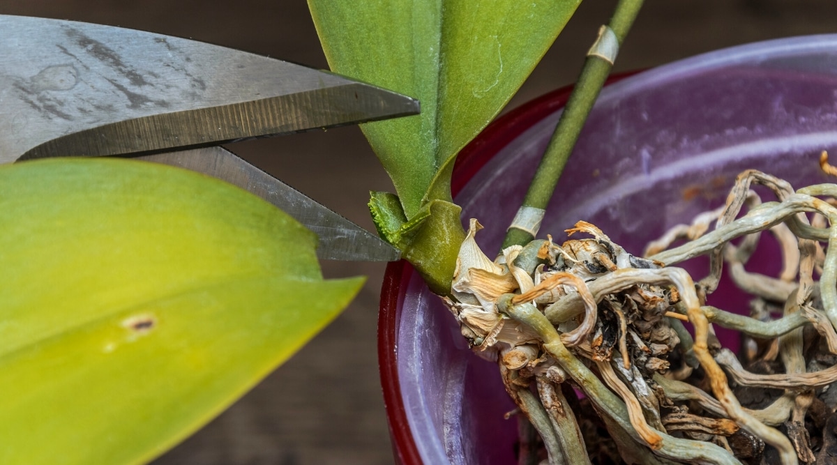 Primer plano de tijeras cortando la hoja de orquídea verde oscuro en la base de la planta.  Una planta con raíces verdes y blancas desnudas está en una maceta de plástico vacía.