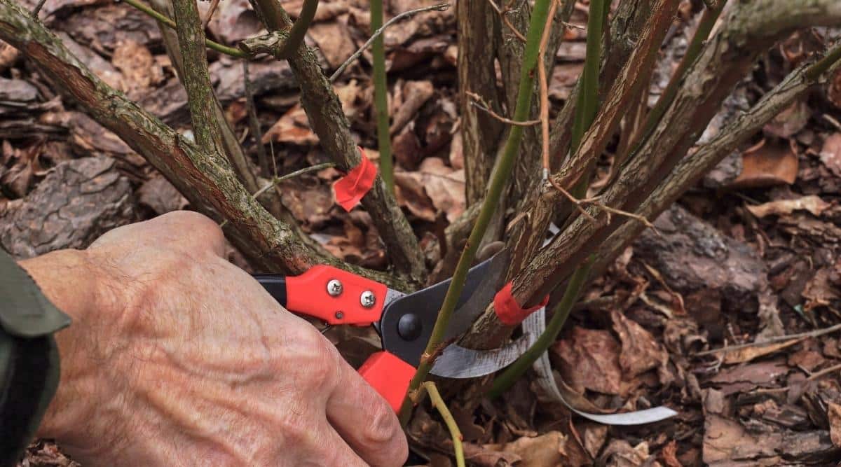 El jardinero con una camisa verde de manga larga sostiene un par de tijeras de podar rojas y negras.  Están podando la base de un arbusto de arándanos y quitando las ramas muertas.