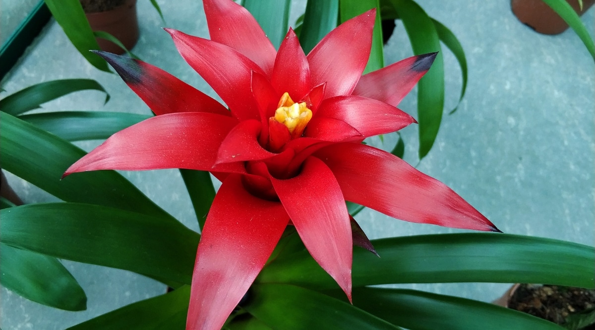 Flor de bromelia roja que florece en un jardín tropical.  La flor es roja con muchos pétalos y el estambre es amarillo en el centro.
