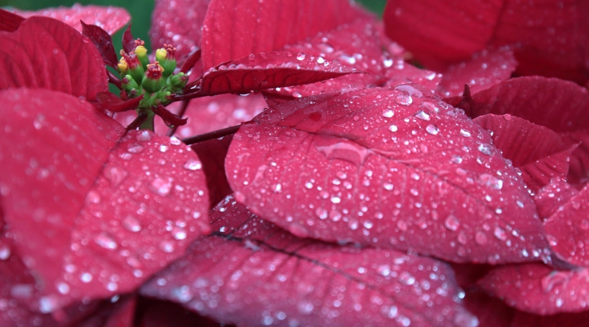Planta de hojas rojas con agua en las hojas.  Las gotas de agua se condensan en las hojas de la planta a la luz del sol.