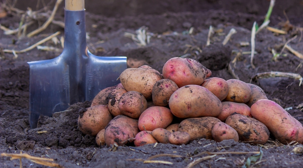 Patatas rojas que crecen en suelo rico del jardín.  Hay una pala que se usó para desenterrar las papas.