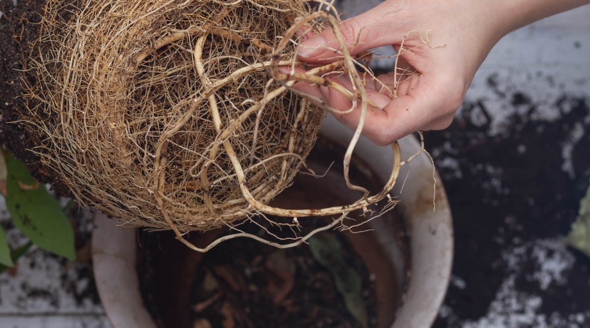 Raíces que crecen a través de los agujeros de drenaje de la vasija de cerámica.  El jardinero sostiene la planta en la base y está inspeccionando las raíces.