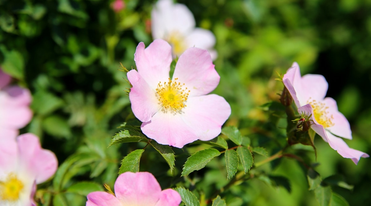 Primer plano de una flor de rosa 'Climbing Prairie Rose' en un jardín soleado.  La flor es solitaria, pequeña, de 5 pétalos, de color rosa pálido con estambres amarillo dorado.  Las hojas son de color verde oscuro, pinnadas compuestas, con folíolos ovalados con bordes dentados.