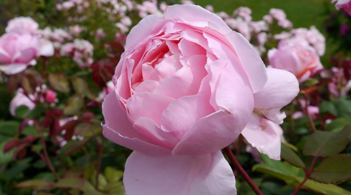 Primer plano de una rosa floreciente 'Brother Cadfael' contra el telón de fondo de un jardín floreciente.  La flor es grande, esférica, con forma de peonía, de color rosa pálido.  Las hojas son pinnadas compuestas, de color verde oscuro con bordes aserrados.