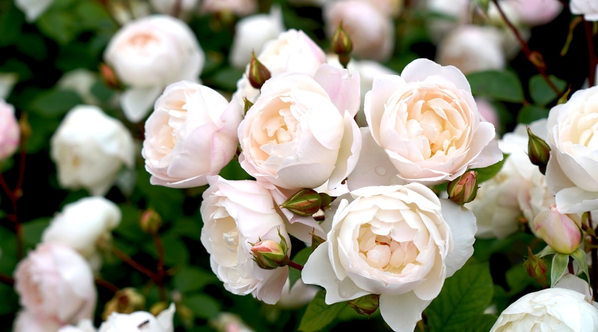 Primer plano de una rosa floreciente 'AUSkindling' en el jardín.  Las flores son pequeñas, en forma de copa, en forma de peonía, de color marfil con un toque de albaricoque.  Algunos de los capullos rosados ​​aún no se han abierto.