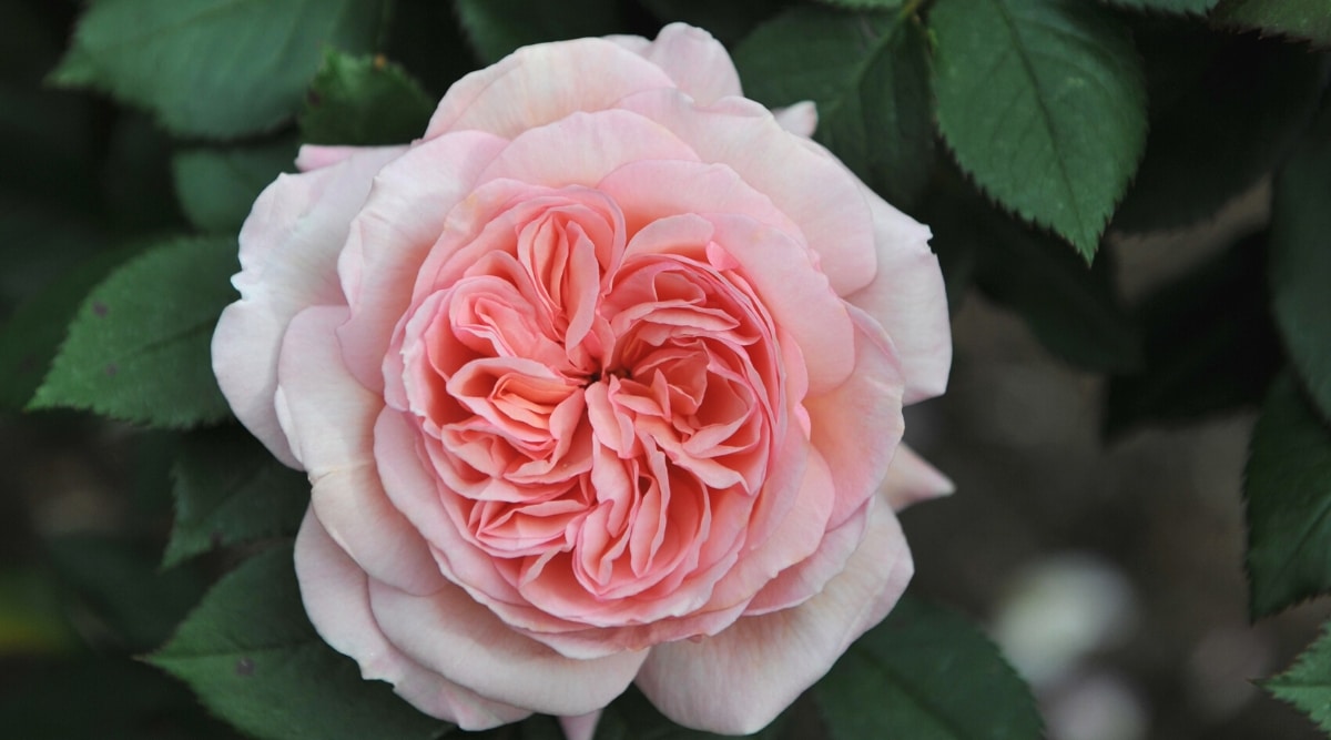 Rosa floreciente 'A Shropshire Lad' contra un fondo borroso de follaje verde oscuro con bordes dentados.  La flor es grande, en forma de copa, doble, tiene muchos pétalos plumosos de color rosa melocotón con bordes más pálidos.