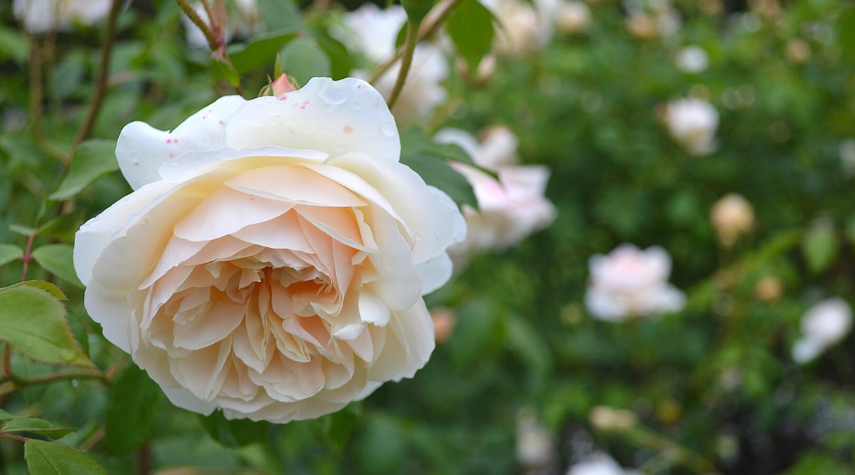 Primer plano de una flor de rosa 'Lichfield Angel' en un jardín contra un fondo borroso.  La flor es grande, de color melocotón pálido, doble, consta de pétalos redondeados densamente empaquetados.