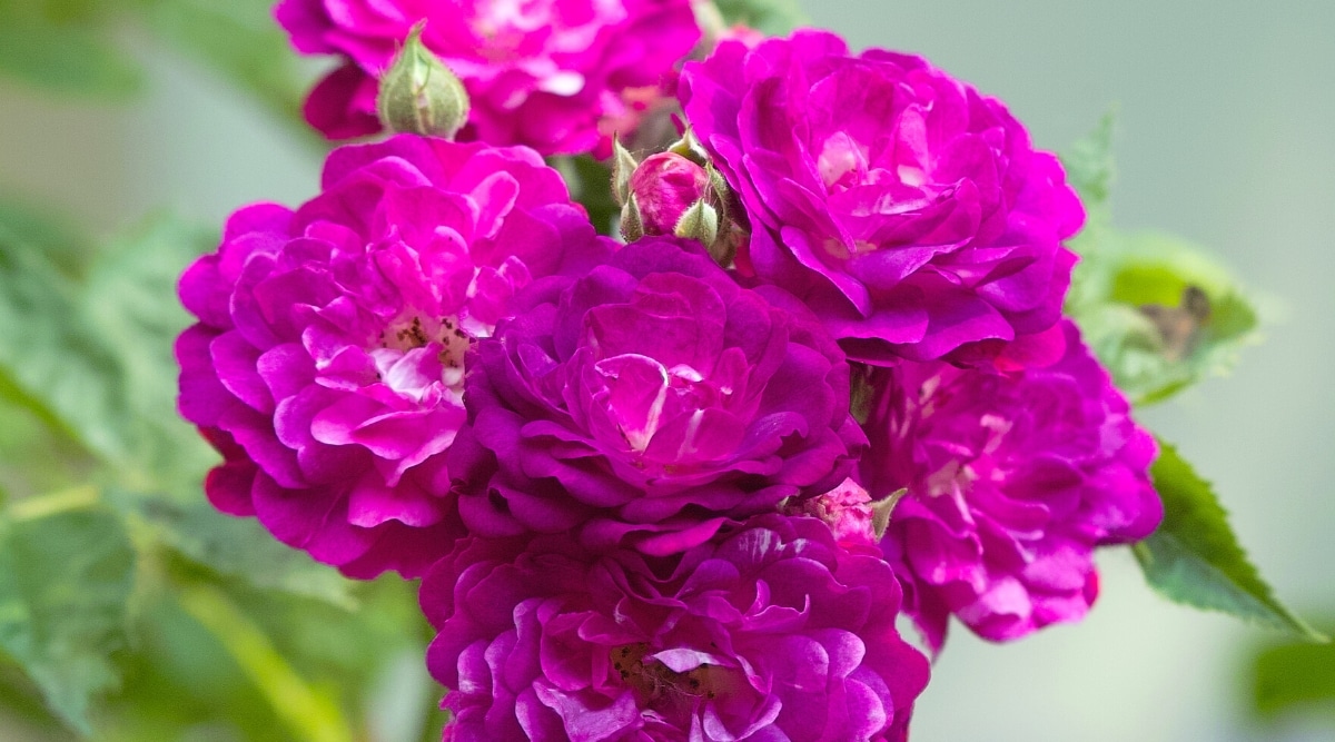 Flores rosas 'Bleu Magenta' en flor contra un fondo borroso.  Las flores son dobles, consisten en muchos pétalos redondeados de color púrpura intenso con motas blancas más cerca del centro.