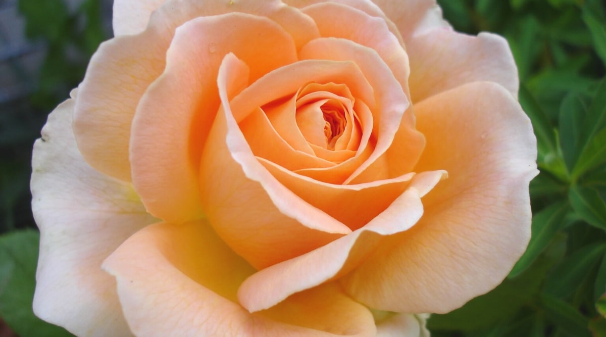 Flor de rosa 'Smooth Angel' contra un fondo borroso.  La flor es grande, doble, consta de pétalos redondeados de color albaricoque.