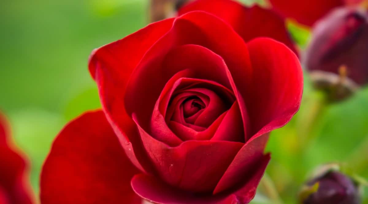 Flor de rosa 'Smooth Velvet' floreciente contra un fondo verde borroso.  La flor es de tamaño mediano, doble, consiste en pétalos redondeados, densamente colocados en varias capas de color rojo intenso, que cubren firmemente el centro de la flor.