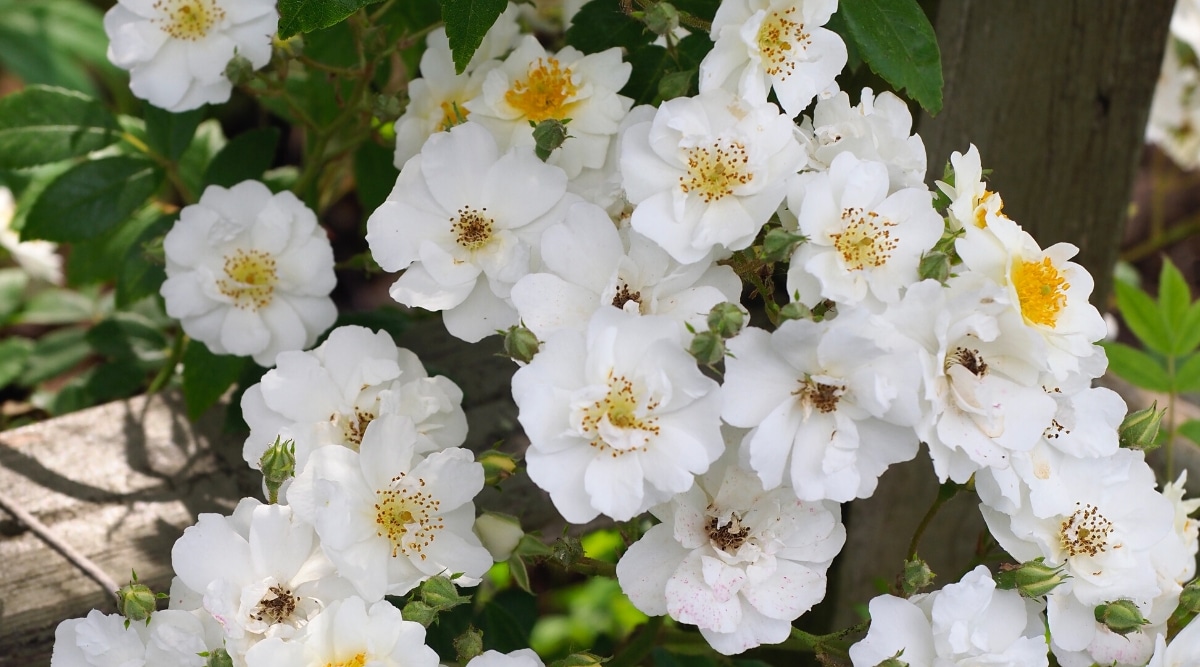 Primer plano de las rosas florecientes 'Lykkefund' en el jardín.  Las flores son pequeñas, blancas, solitarias, con centros de color amarillo brillante.  En algunas flores los estambres son marrones.