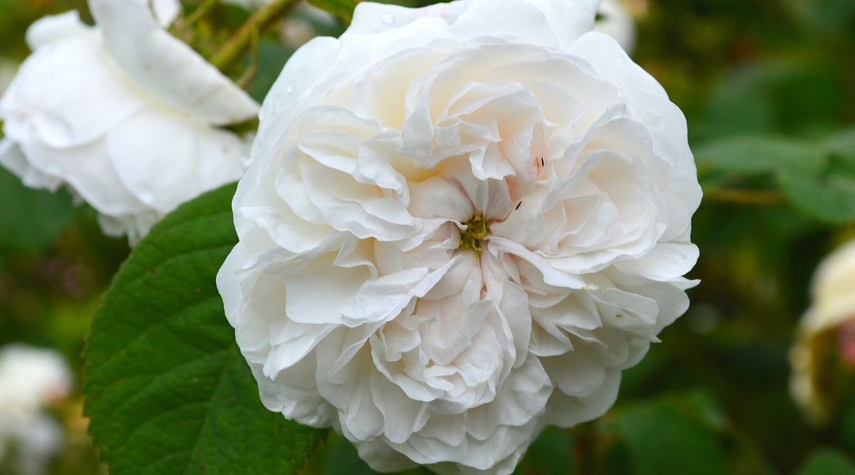 Primer plano de una flor de rosa 'Madame Hardy' en flor contra un fondo borroso  de un jardín  La flor es grande, doble, de color blanco cremoso, con pétalos redondeados ligeramente ondulados y un ojo de botón verde encantador.