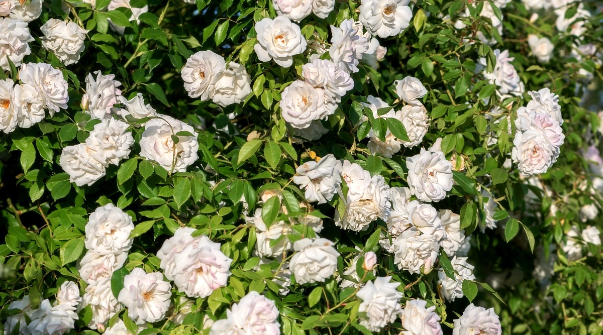 Primer plano de un arbusto de rosas 'White Drift' profusamente floreciente en un jardín soleado.  El arbusto está cubierto de flores en miniatura, exuberantes, dobles, de color blanco cremoso.  Las hojas son de color verde oscuro, ovaladas, ligeramente oblongas con bordes dentados.