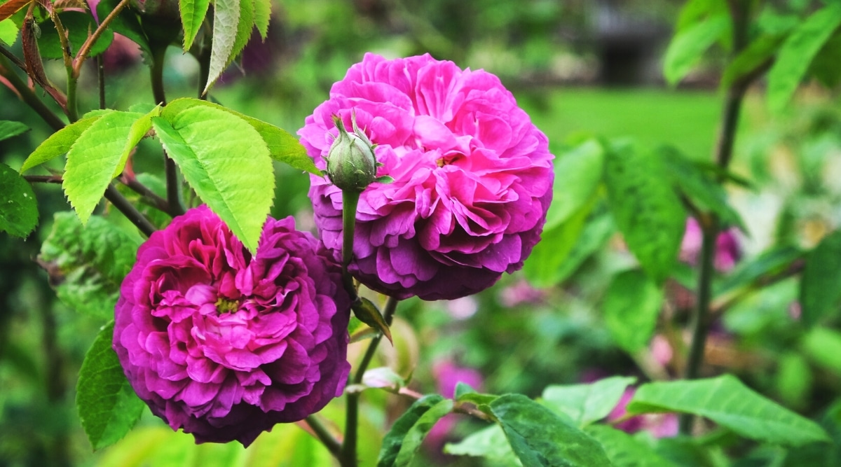 Dos flores rosas 'Reine des Violettes' en un jardín.  Las flores son grandes, esféricas, exuberantes, dobles, consisten en muchas capas de pequeños pétalos redondos de color púrpura con centros dorados apenas visibles.