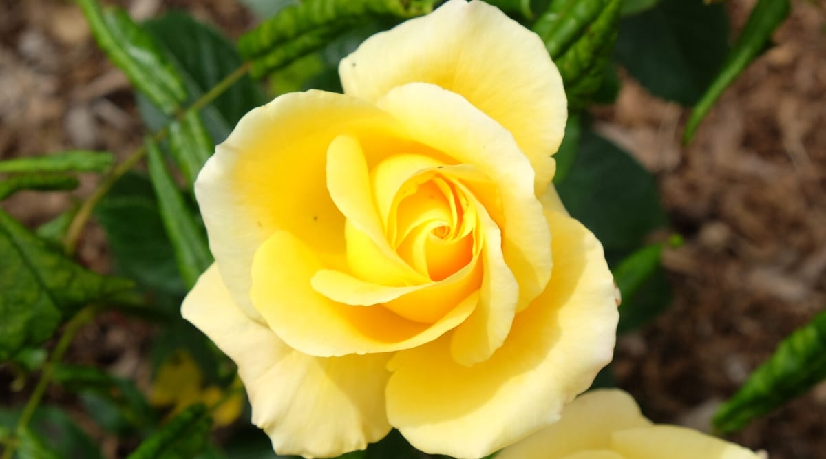 Rosa floreciente 'He aquí' contra un fondo borroso.  La flor es grande, de color amarillo brillante, doble.  Las hojas son de color verde oscuro.