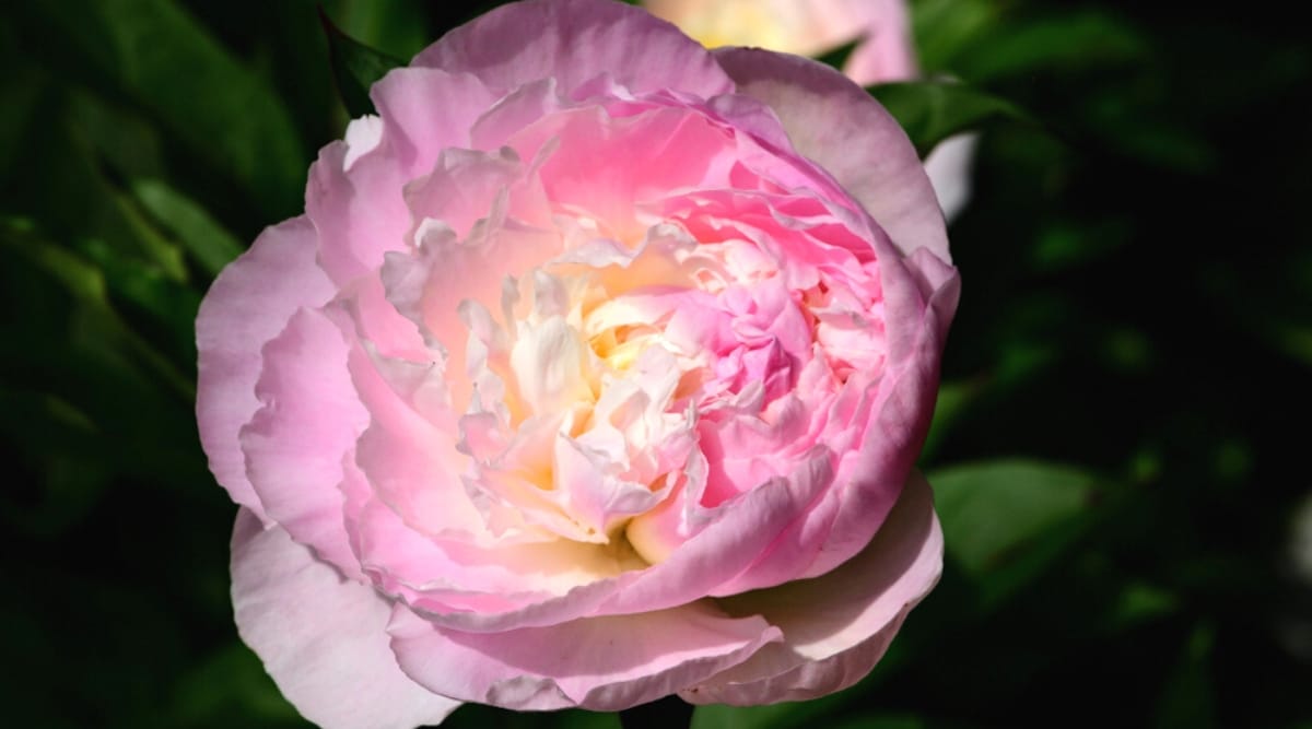 Primer plano de una flor de peonía 'Shirley Temple' contra un fondo borroso verde oscuro.  La flor es grande, ahuecada, doble, compuesta de muchas capas de pétalos grandes, redondos y de color rosa suave que se desvanecen a un blanco cremoso.