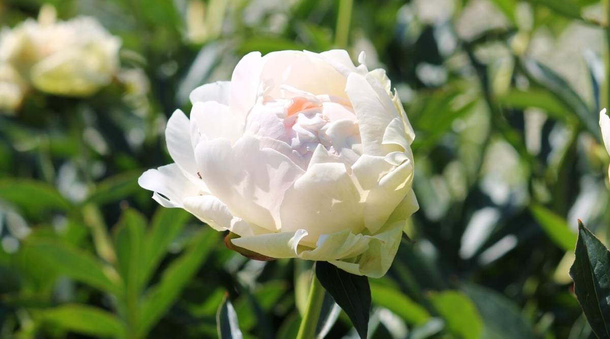 Primer plano de una flor de peonía 'Solange' en flor contra un fondo frondoso borroso.  La flor es grande, doble, ahuecada, tiene pétalos grandes, redondeados, de color blanco cremoso, densamente espaciados, con un delicado rubor en el centro de la flor.