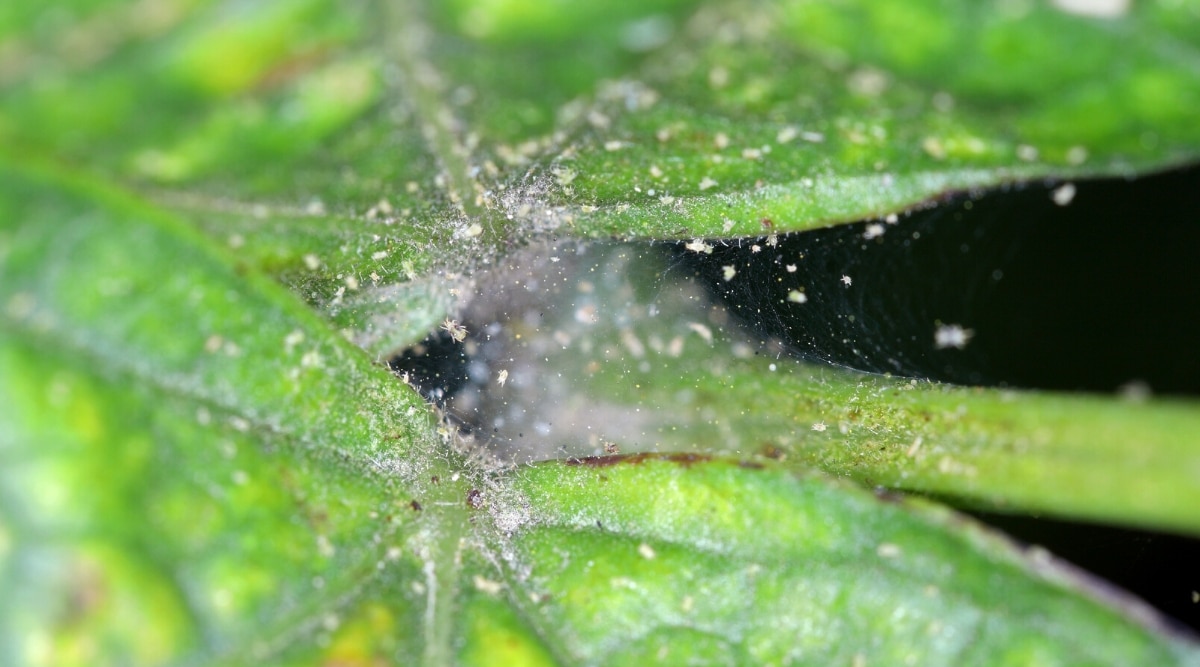 Primer plano de una hoja infestada de ácaros sobre un fondo negro.  Los ácaros araña son pequeños insectos blancos ubicados en una red delgada y apenas visible.