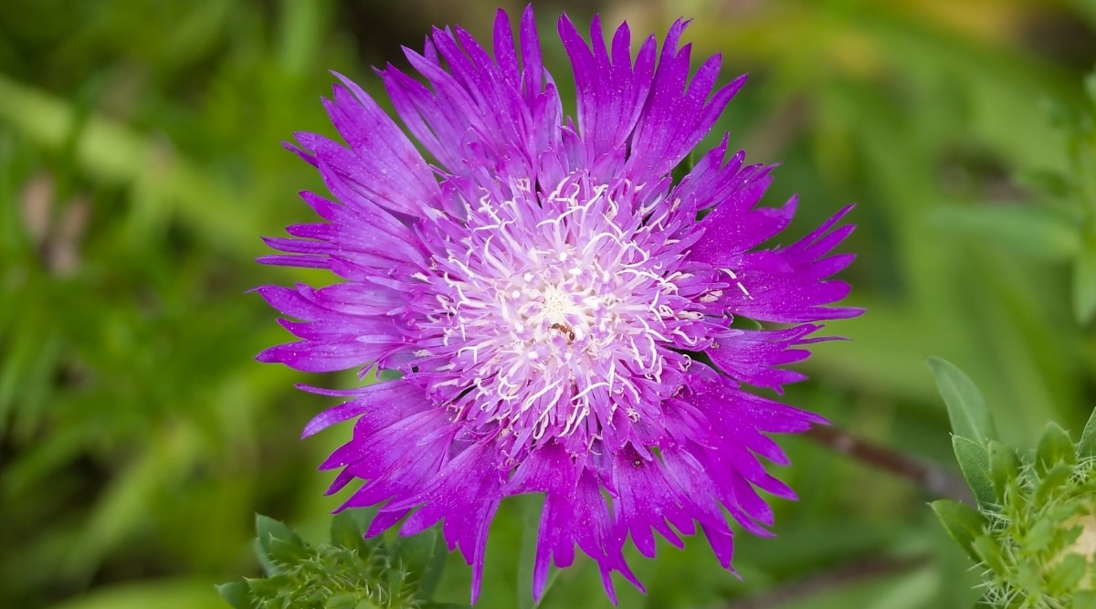Vista cercana de una flor de Aster de Stokes púrpura con numerosos pétalos y estambres blancos como peludos.  El fondo de la imagen es borroso y de color verde, obviamente hay hojas.  Hay un capullo en el lado inferior derecho de la foto y uno debajo de la flor.
