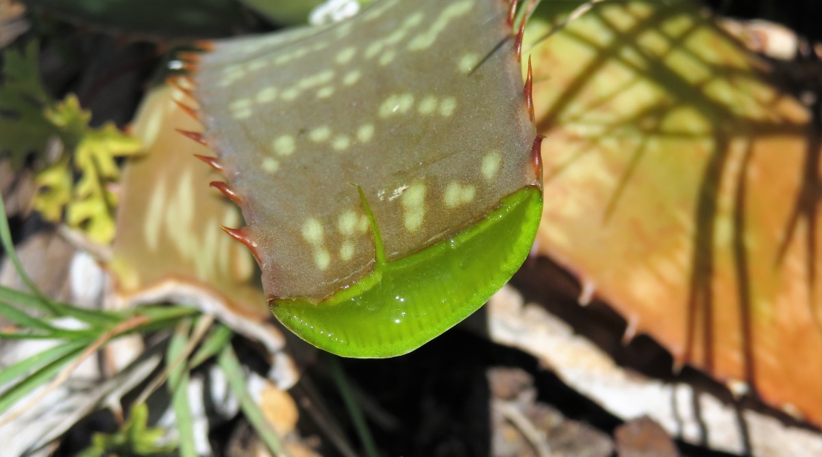 La planta suculenta está abierta con gel en la parte inferior de la abertura.  La abertura es de color verde brillante y hay gel húmedo en la parte inferior.