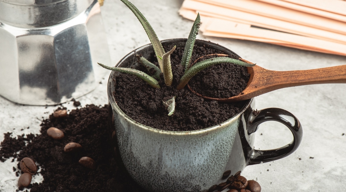 Planta suculenta con posos de café en una taza.  La taza está hecha de cerámica y el jardinero está poniendo café molido con una cuchara de madera.