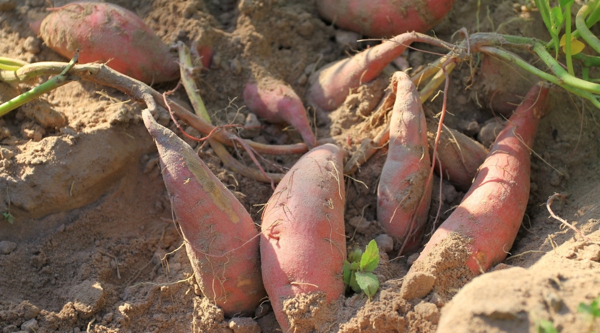 Batatas que crecen en la tierra seca del jardín.  Se acaban de cosechar y se pueden ver agujeros que se han cavado alrededor de las papas.