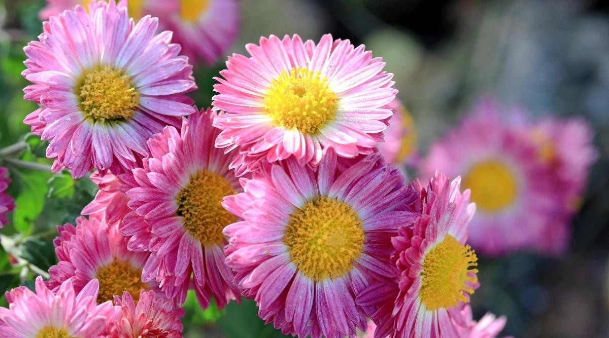 Flores rosas florecientes al sol de la mañana.  Las flores tienen pétalos rosados ​​con un estambre central de color amarillo brillante.  Hay follaje verde que crece en la base de la planta.
