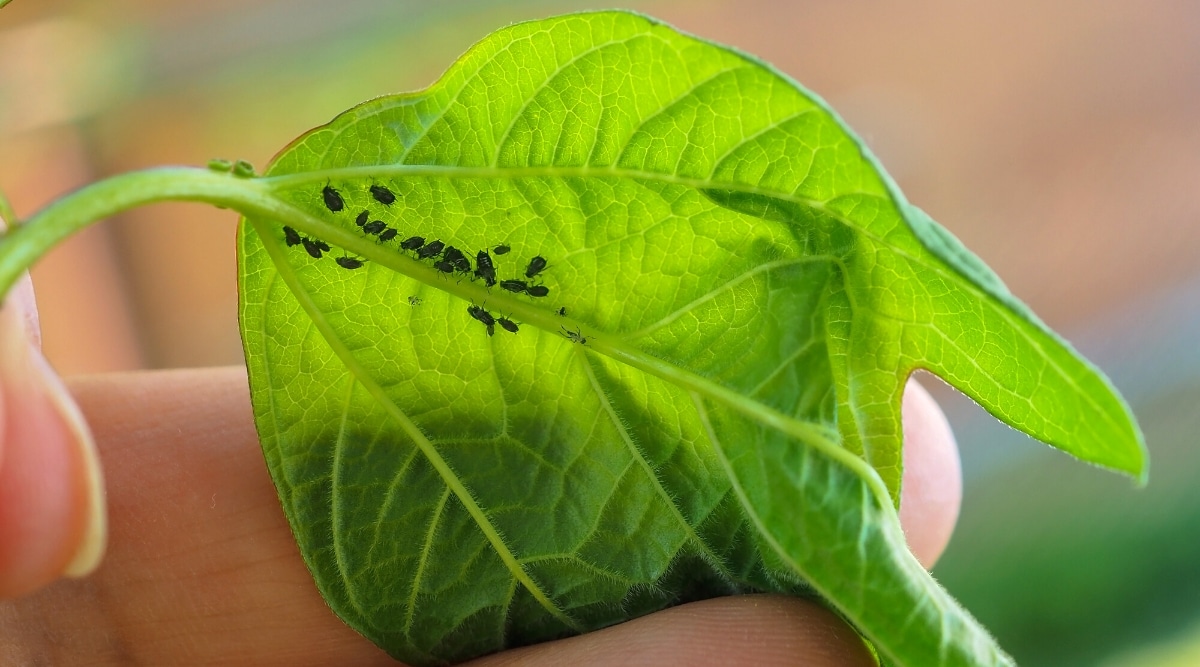 Primer plano de una hoja de viburnum verde en una mano femenina.  Hoja afectada por pulgón negro de jardín.  El pulgón es un pequeño insecto de cuerpo blando con un cuerpo negro ovalado.