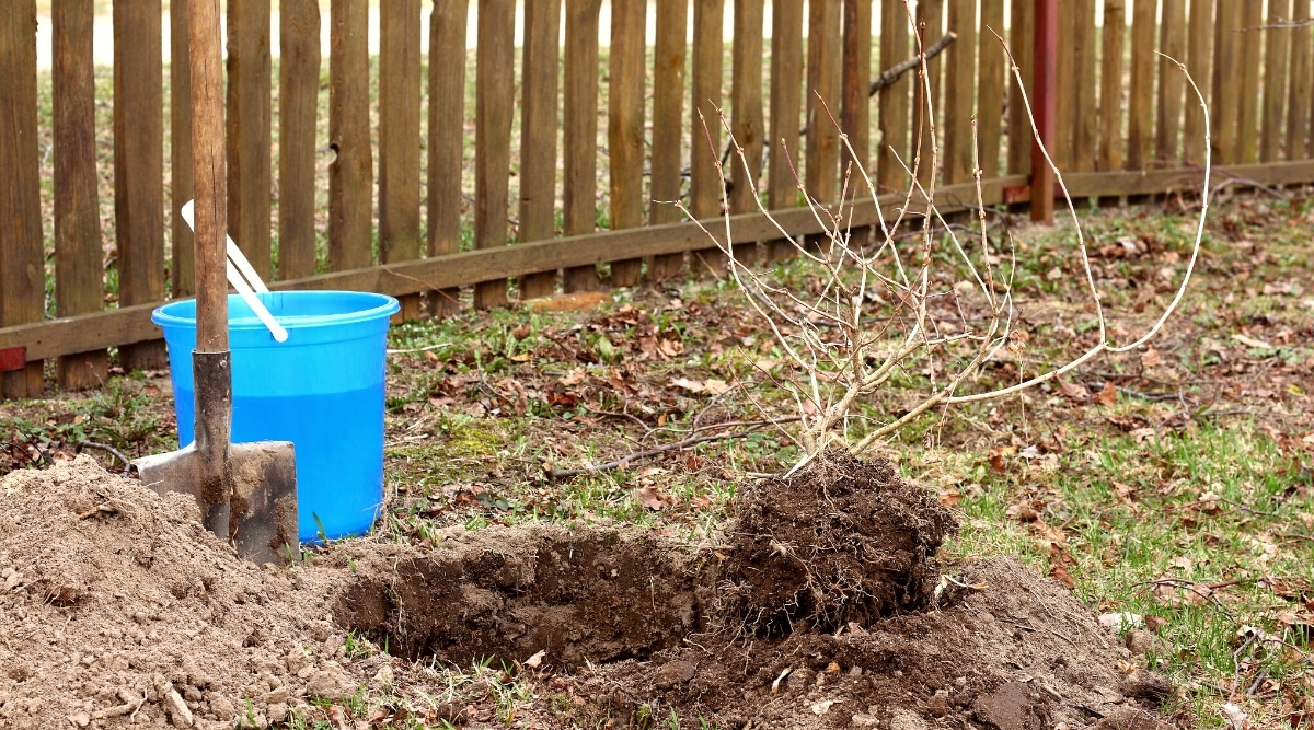 Plantar un arbusto viburnum en el jardín con el telón de fondo de una valla de madera.  Un arbusto viburnum con un cepellón se encuentra junto a un hoyo excavado listo para plantar.  Una gran pala de jardín y un cubo azul de agua se encuentran junto a un pequeño montículo de tierra.