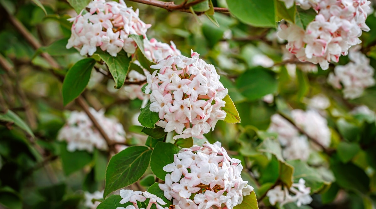 Primer plano de un arbusto floreciente de Viburnum carlesii (especia coreana) en un jardín.  Las ramas delgadas están cubiertas de hojas simples de color verde oscuro con bordes dentados.  Las flores son pequeñas, de color blanco rosado, recogidas en inflorescencias hemisféricas.