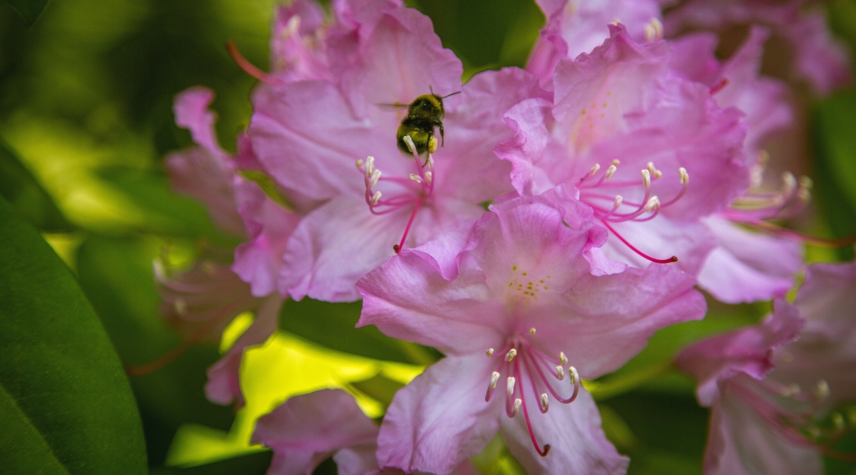 Primer plano de flores de rododendro Wheatley contra un fondo verde borroso.  Las flores son pequeñas, en forma de campana, blancas con bordes ondulados de color púrpura rosado y pecas de color amarillo verdoso en los pétalos superiores.  Una abeja vuela hasta una flor para recolectar néctar.