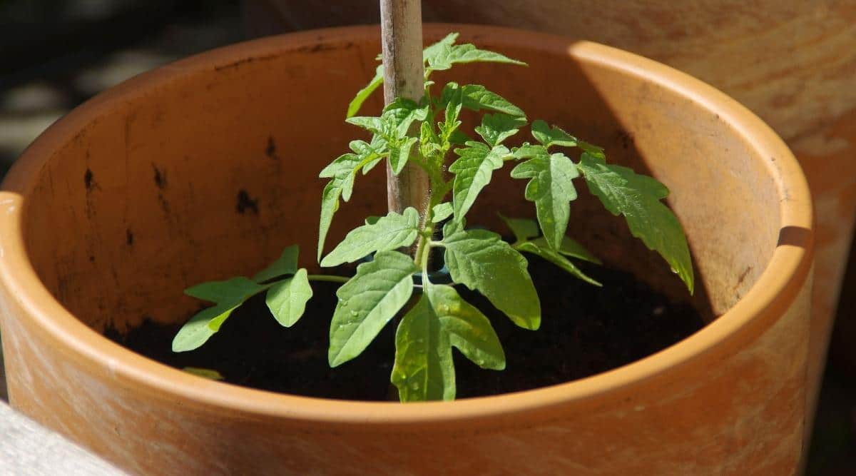 Planta de tomate joven con palo de apoyo que crece en una maceta de terracota y suelo oscuro y rico.