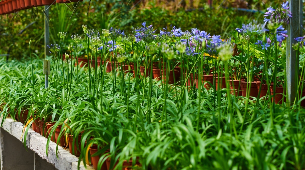 Muchos aliums azules florecientes en macetas de flores en un invernadero de flores.  Allium tiene hojas afiladas lineales de color verde oscuro y tallos altos con cabezas de flores azules.  Las cabezas de flores redondas consisten en pequeñas flores azules.