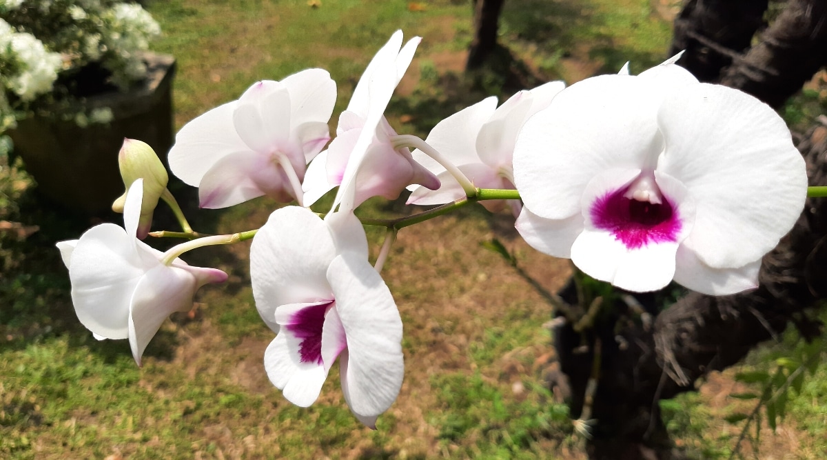 Primer plano de una orquídea Phalaenopsis que crece en un árbol en un jardín soleado.  Flores grandes, planas, con sépalos y pétalos de color blanco puro.  Las flores tienen labios blancos con ricos centros morados.