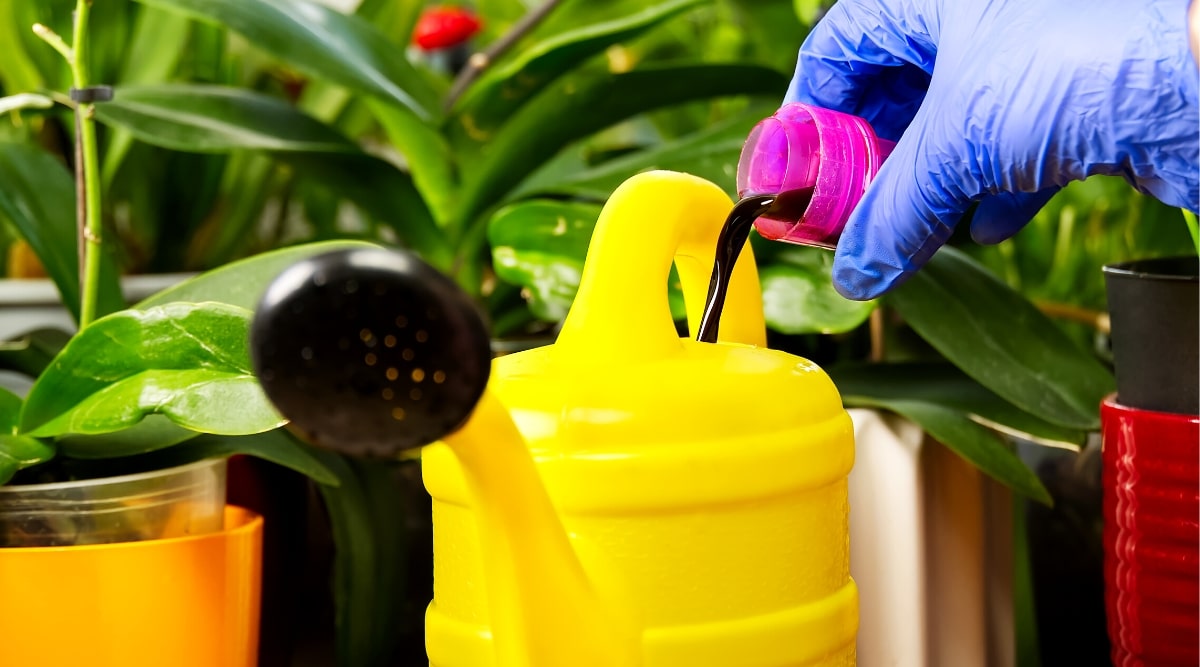 Primer plano de una mano femenina en un guante de goma azul que vierte fertilizante de una gorra rosa en una lata de riego de plástico amarillo contra un fondo de plantas de orquídeas borrosas.