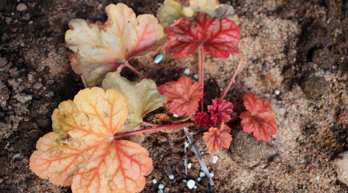 Vista superior, primer plano de una pequeña y joven planta de campanas de coral en el jardín.  La planta tiene hojas grandes y pequeñas, redondas, lobuladas, de color rojo brillante y verde pálido con venas rojas.  Algunas hojas tienen manchas marrones de podredumbre.