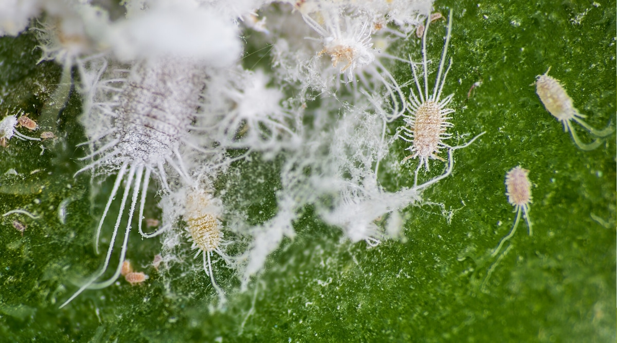 Primer plano de varias cochinillas en una hoja verde.  Las cochinillas son pequeños insectos de forma ovalada cubiertos de cera blanca algodonosa que chupan la savia de las plantas.