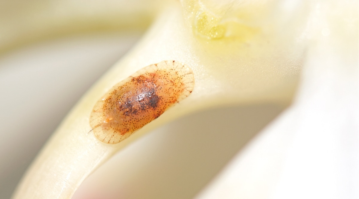 Primer plano de una escala en un pétalo de orquídea blanca.  La escala es pequeña, ovalada y plana, con una capa protectora marrón (escamas).