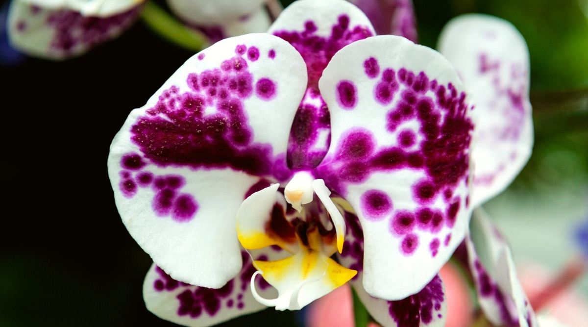 Primer plano de Phalaenopsis aff.  flores de orquídeas  Arlequín gx sobre un fondo borroso.  La flor consta de 5 grandes pétalos redondeados de color blanco con manchas de color púrpura oscuro intenso y un pétalo modificado que forma un labelo con un tinte amarillo.