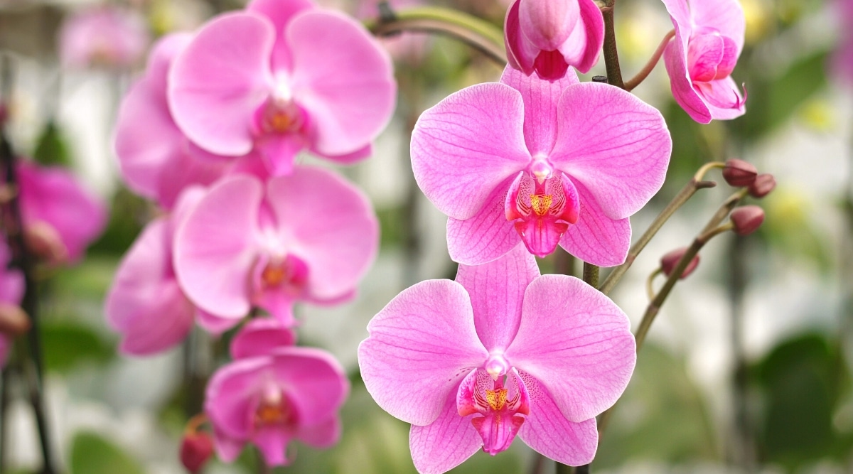 Primer plano de las orquídeas Phalaenopsis en flor sobre un fondo borroso.  Las flores son grandes, planas, de forma ovalada, constan de tres sépalos, dos pétalos redondeados y un labio inferior.  Flores de color rosa brillante con vetas más oscuras.