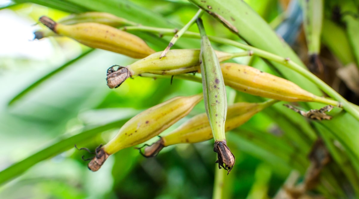 Primer plano de las vainas de semillas de orquídeas phalaenopsis en crecimiento contra un fondo borroso.  Las vainas de las semillas son alargadas, ovaladas, de color verde amarillento, con manchas marrones y puntas secas.