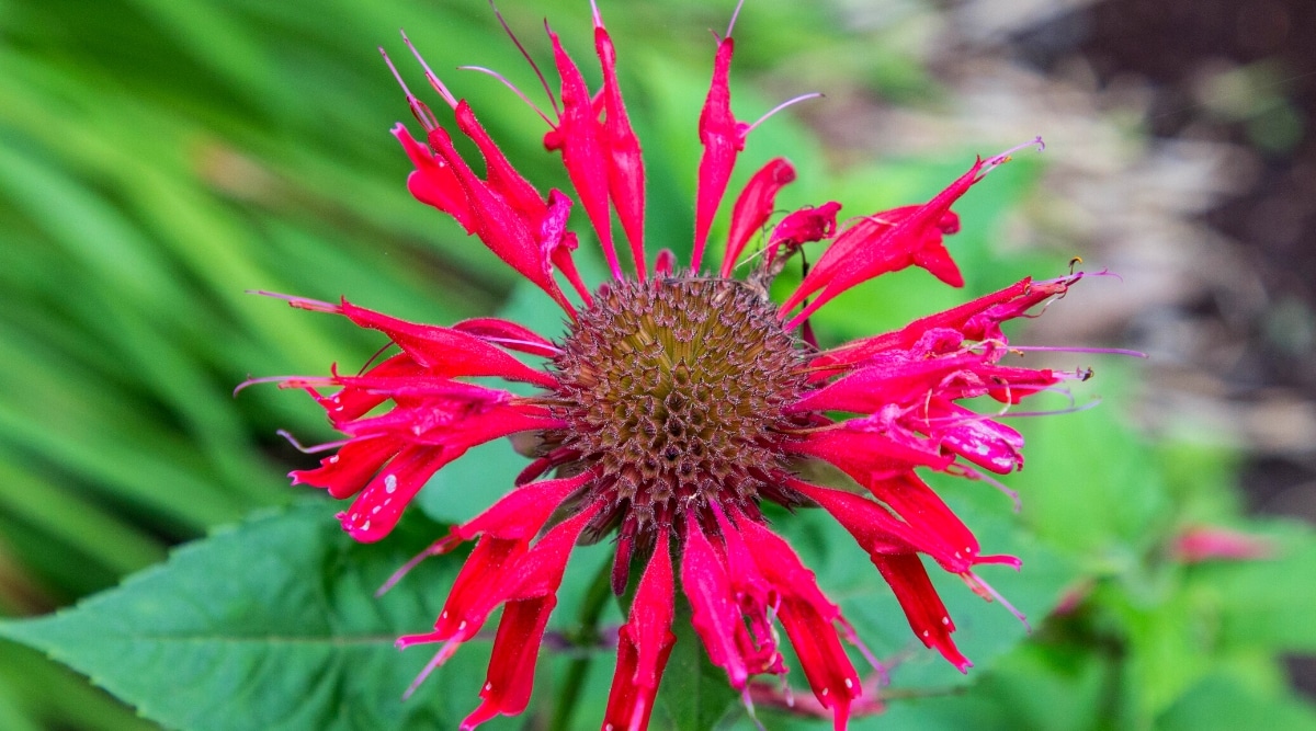 Primer plano de una flor de bálsamo de abeja con hojas verdes en un fondo borroso.  Los pétalos son de color rojo, en forma de tubo y delgados con estambres sobresalientes de color similar y un cáliz de color oscuro.
