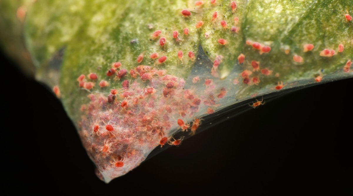 Imagen de cerca de los ácaros araña arrastrándose en el borde de una hoja de planta.  Los ácaros son pequeños y rojos, y se arrastran dentro de una red blanca en la hoja de una planta.