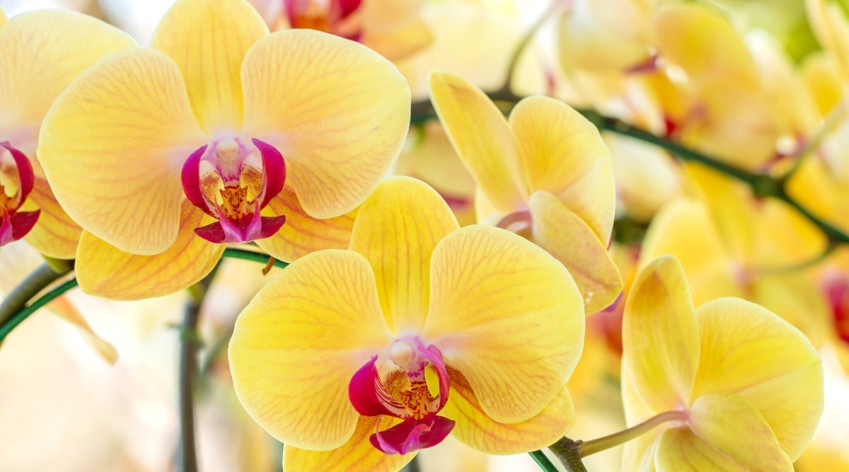 Primer plano de muchas flores de orquídeas Phalaenopsis en flor contra un fondo borroso.  Las flores son grandes, planas, ovaladas, de color amarillo brillante, constan de tres sépalos, dos pétalos redondeados y un labelo de color rosa oscuro.