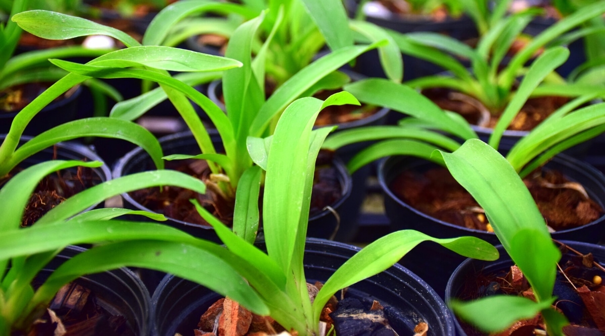 Primer plano de jóvenes plántulas de orquídeas en macetas de plástico negro.  Las plantas tienen hojas de color verde claro, largas, en forma de correa, ligeramente arqueadas.  El suelo de la maceta está cubierto con mantillo de corteza.