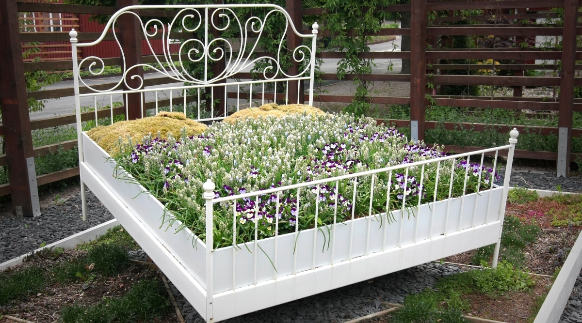 La idea de crear un macizo de flores dentro del marco de la cama.  Un marco de cama con volantes blancos se encuentra en el jardín, cubierto con una manta floral y almohadas florales.  Muchas violetas bicolores blancas y moradas crecen en un macizo de flores.