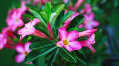 Adenium Obesum de floración rosa con muchas flores rosas que florecen de la planta
