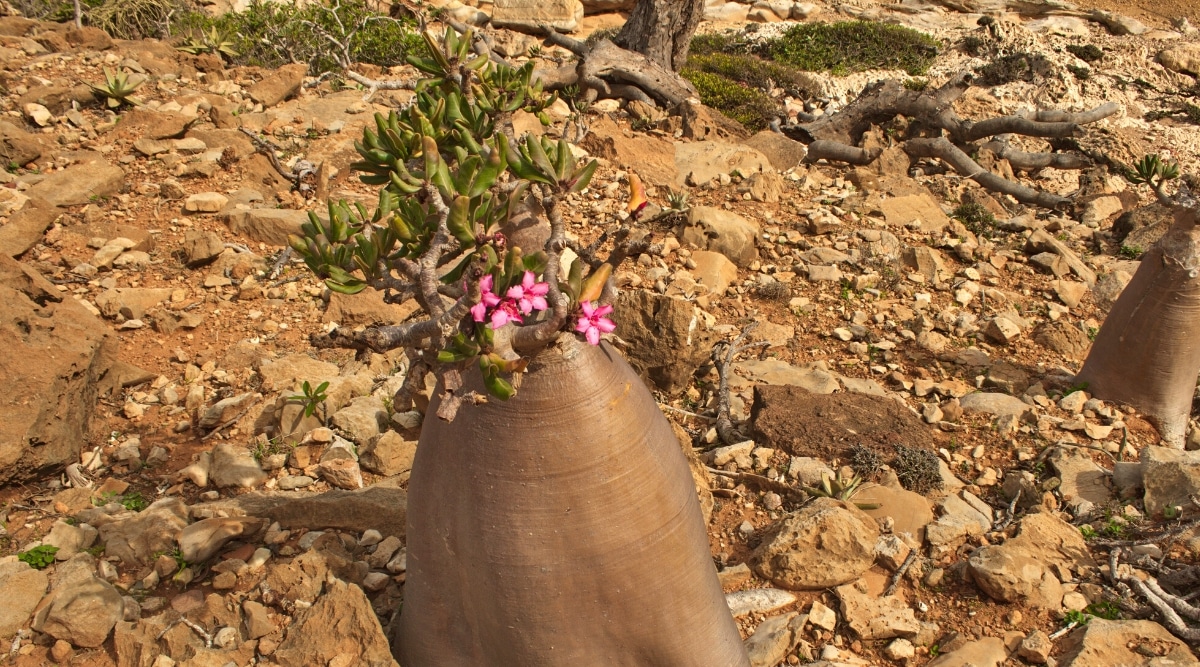 Primer plano de una planta con flores Adenium obesum subsp.  socotranum en el desierto.  La planta tiene un tronco grande, grueso, ovalado y liso del que crecen troncos curvos con hojas largas, estrechas, ovaladas, de color verde oscuro y flores tubulares de color rosa.